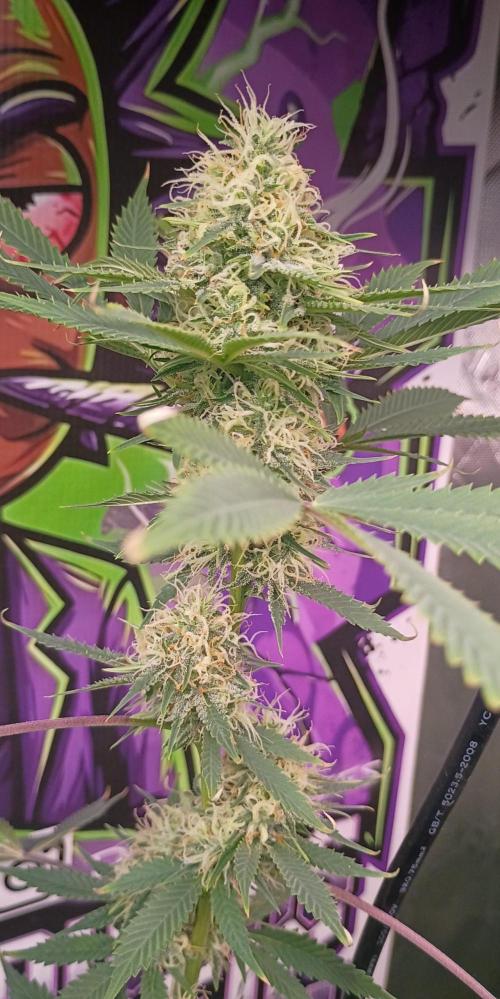 breeding with GG4 pollen. Week 5 - Columbin gold land race 