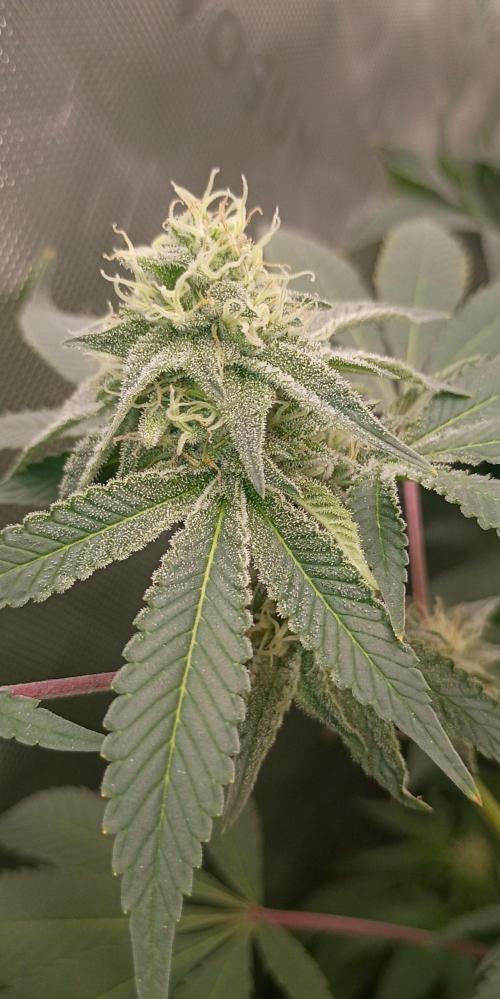 breeding with GG4 pollen. Week 5 - grease monkey 