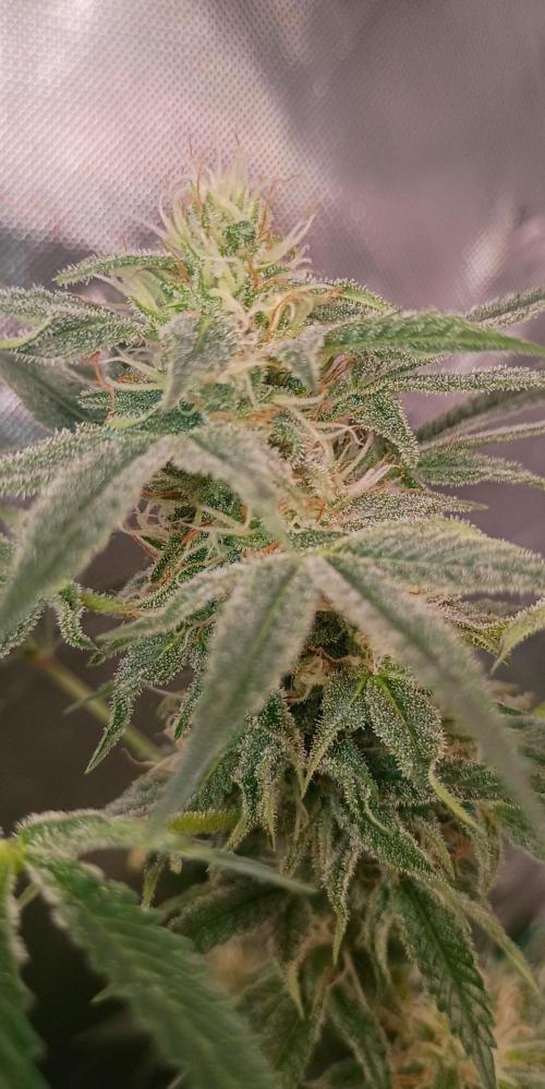 breeding with GG4 pollen. Week 5 - Afghan land race 