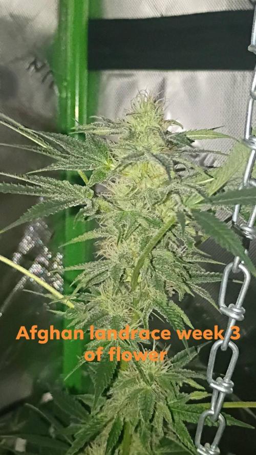 breeding with GG4 pollen. Week 5