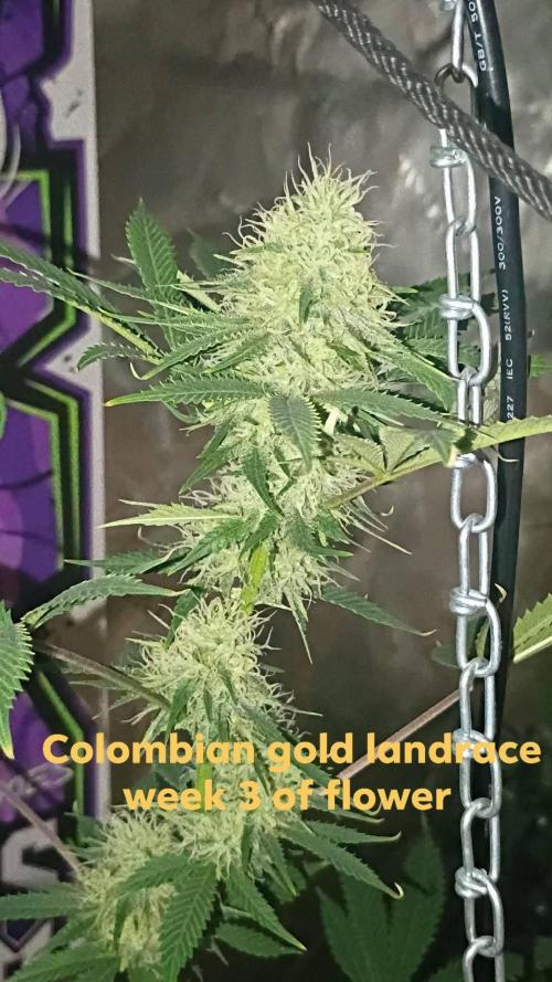 breeding with GG4 pollen. Week 5