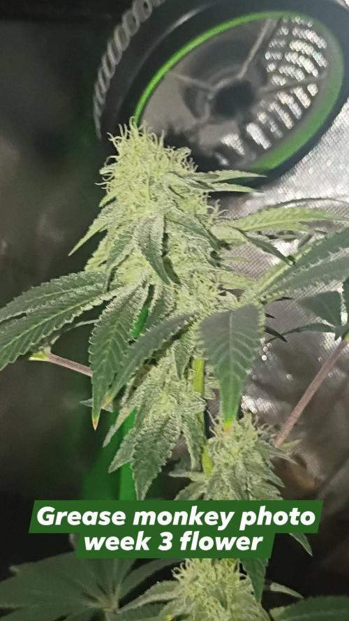 breeding with GG4 pollen. Week 5