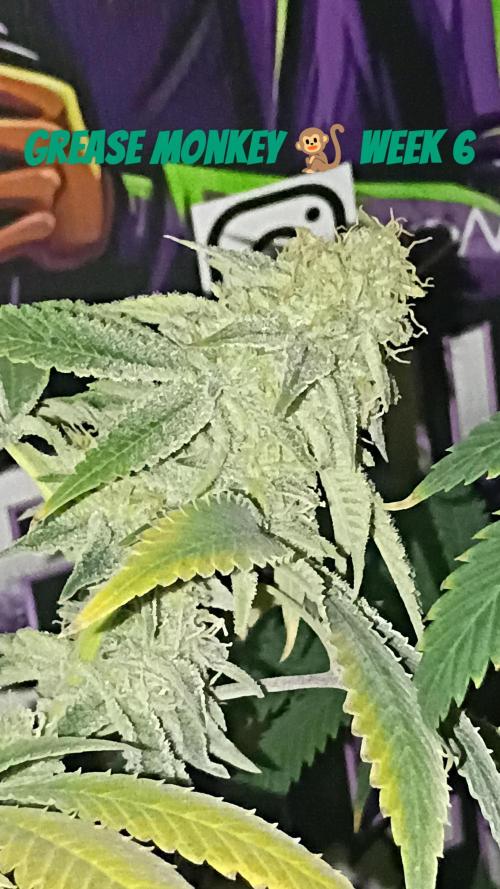 breeding with GG4 pollen. Week 6 - hit with GG4 photo pollen 