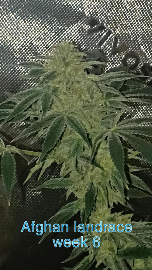 breeding with GG4 pollen. Week 6 - hit with GG4 photo pollen 
