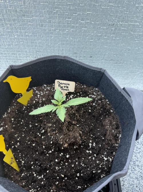 TheNomNoms. Week 5 - Banana Purple Punch 2 1/2  weeks