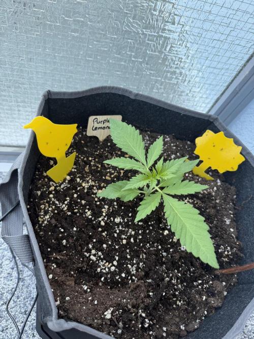 TheNomNoms. Week 5 - Purple Lemonade RF3 3 1 /2 weeks