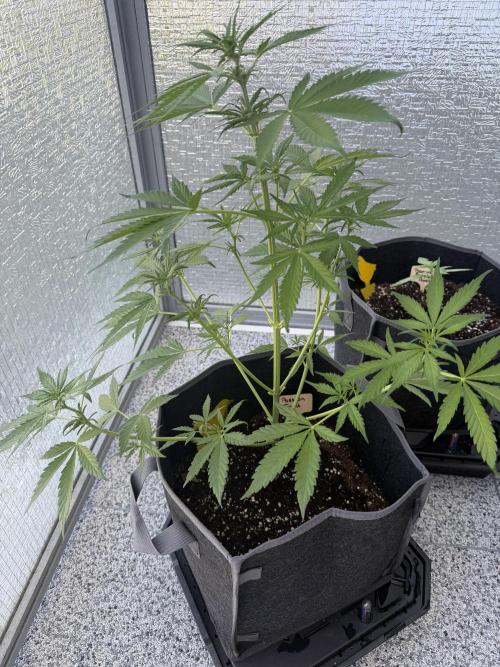 TheNomNoms. Week 5
