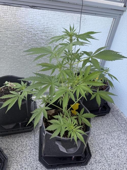 TheNomNoms. Week 5