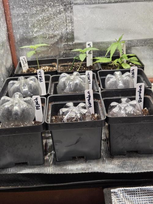 New project masonic seeds. Week 0 - in pic just shows 3, but popped 4 each of the moroccan×sb and 4 romulan×god gift