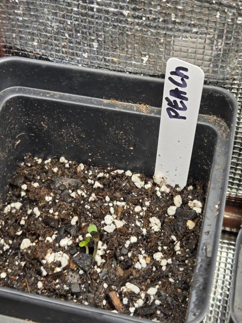 New project masonic seeds. Week 0 - got set of twins!!