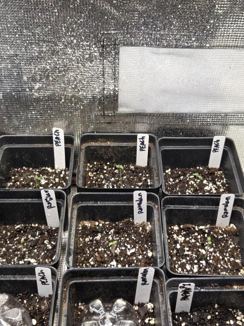 New project masonic seeds. Week 0 - almost 100% got 1 of each that germinated just haven't sprouted above dirt