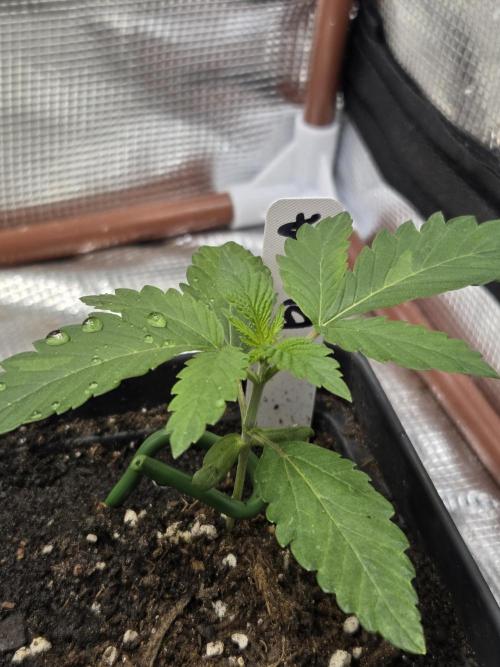 making crosses and taking names. Week 1 - bubba from barneys farm