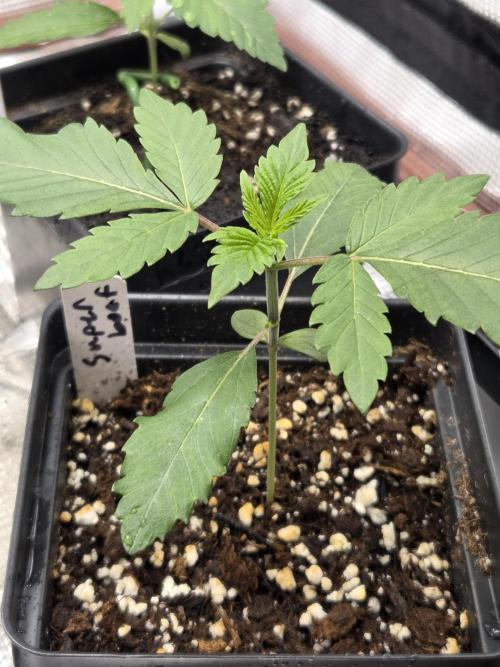 making crosses and taking names. Week 1 - super boof  from barneys farm