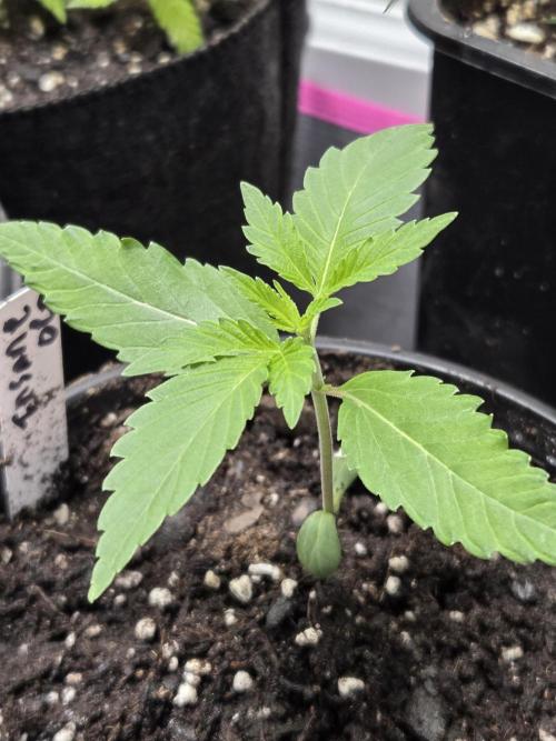 making crosses and taking names. Week 1 - insane og from barneys, really looking forward to this.