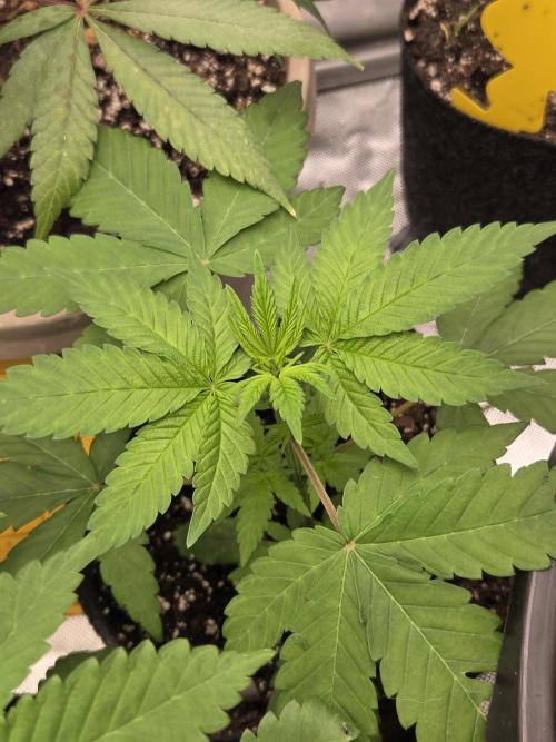 making crosses and taking names. Week 1 - hindu kush reg seeds from barneys looking like a female tho