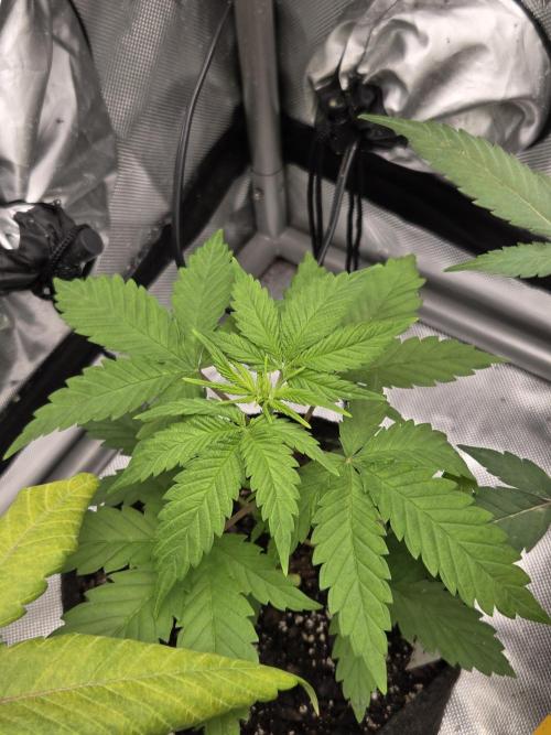 making crosses and taking names. Week 1 - hindu kush reg from barneys this might be another male, i already got a hindu male so he gotta go!