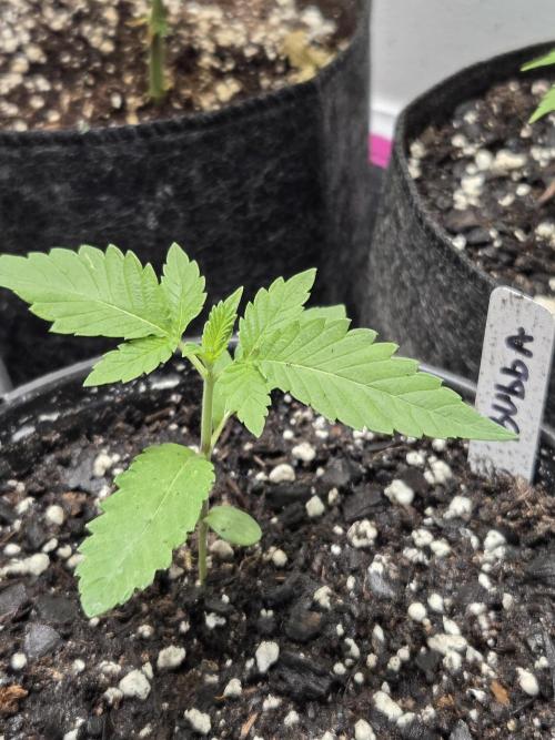 making crosses and taking names. Week 1 - another bubba kush from barneys