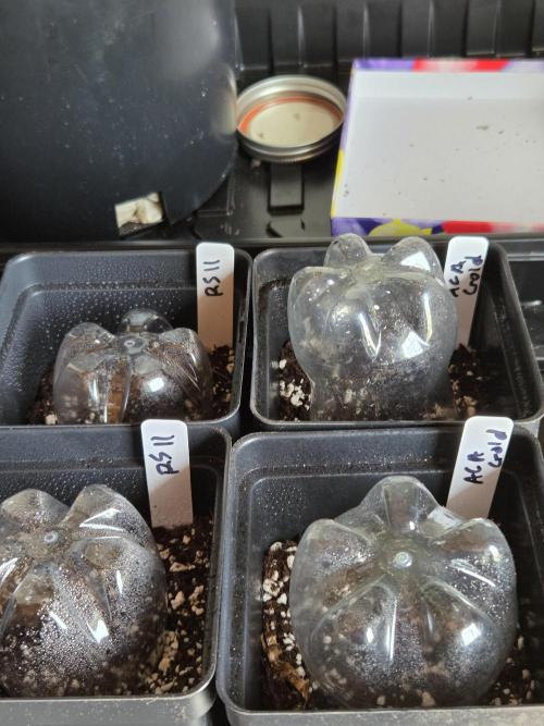 last of the mohicans. Week 0 - make shift domes and seeds strait into dirt!
