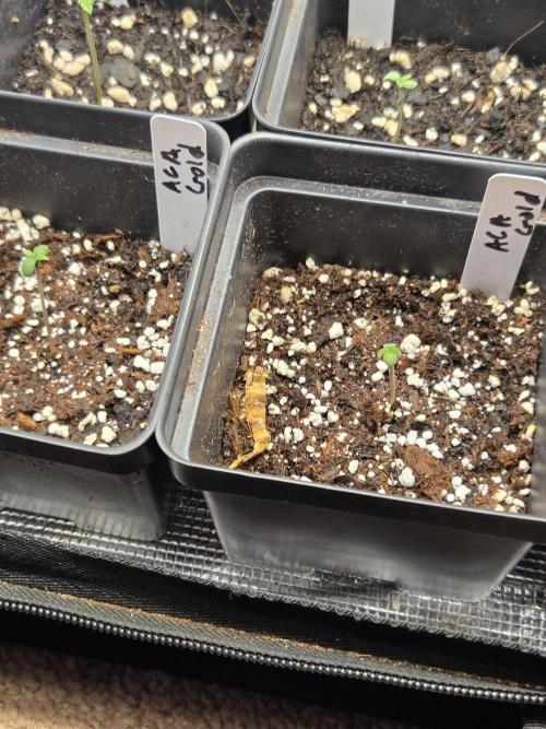 last of the mohicans. Week 0 - 100% germination 