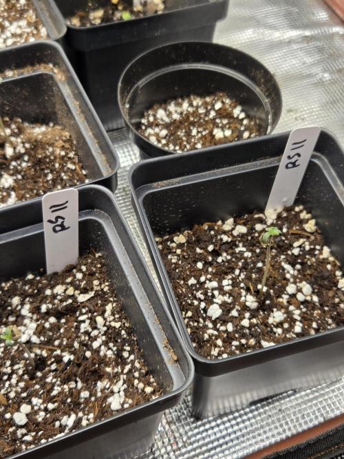 last of the mohicans. Week 0 - 100% germination 
