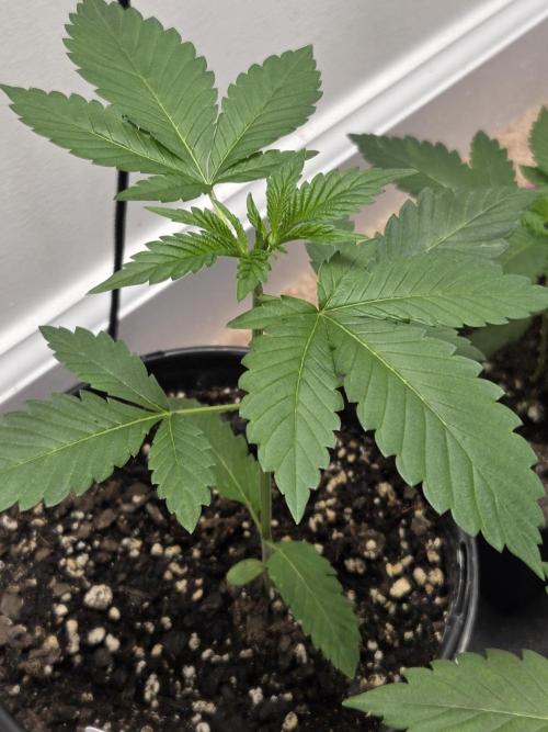 making crosses and taking names. Week 2 - another bubba kush pheno from barneys.