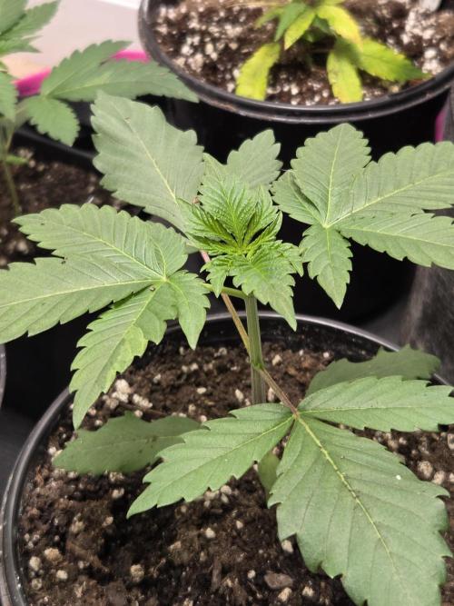 making crosses and taking names. Week 2 - super boof from barneys farm