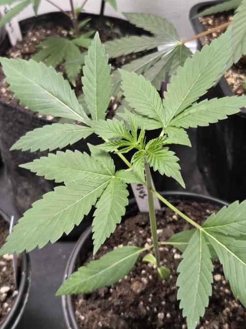 making crosses and taking names. Week 2 - insane og from barneys farm