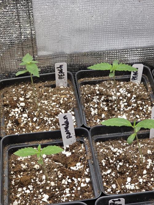New project masonic seeds. Week 1 - soon as they got  leaves they in veg to me. 
