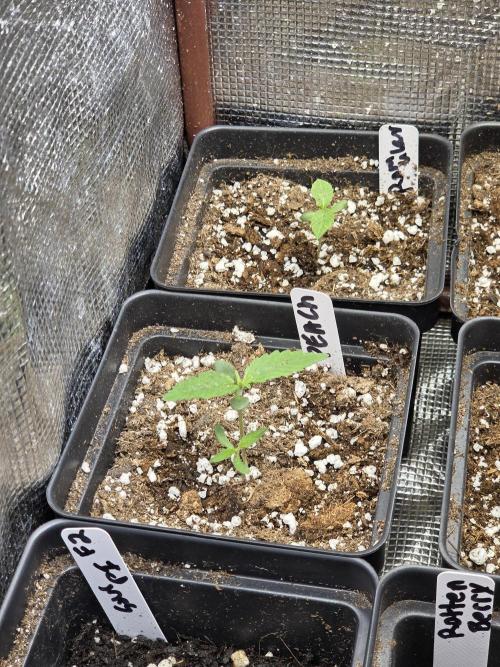 New project masonic seeds. Week 1 - got twins!?