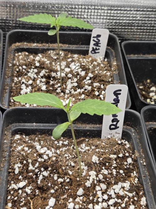 New project masonic seeds. Week 1 - when hunting i flip quick. so this is week 1 veg for me. they'll b in these 4inch one more week