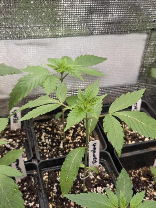 New project masonic seeds. Week 2 - romulan×gods gift