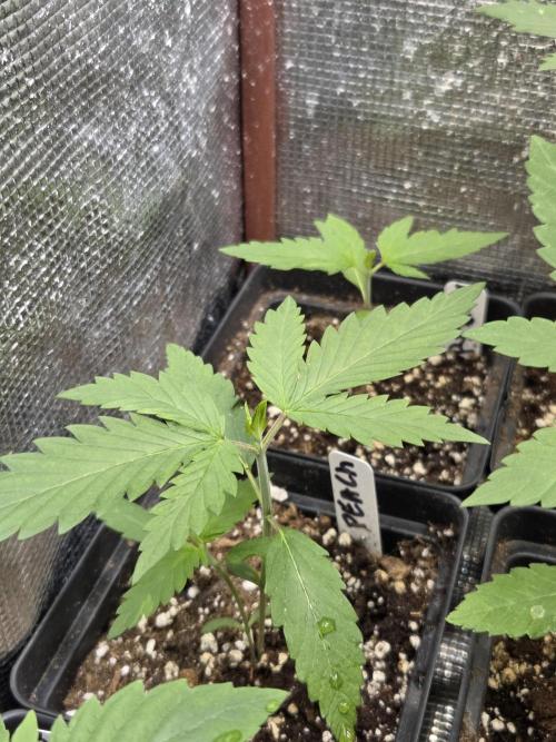 New project masonic seeds. Week 2 - moroccan peaches×mango starburst by masonic 