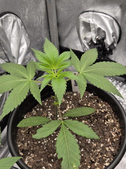 New project masonic seeds. Week 2 - romulan×gods gift