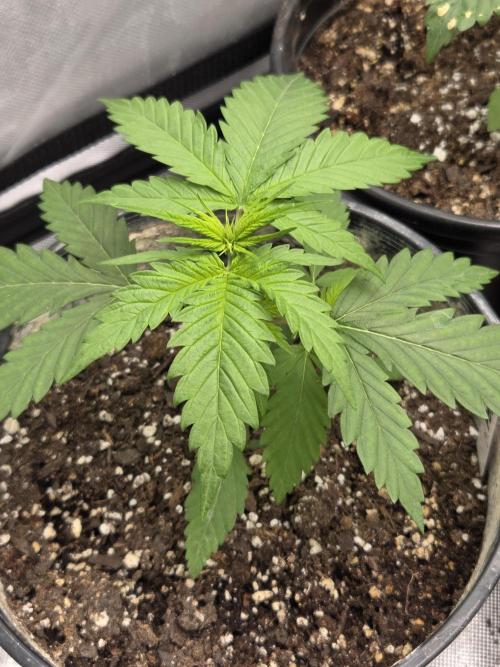 New project masonic seeds. Week 2 - moroccan peach×mango sb by masonic