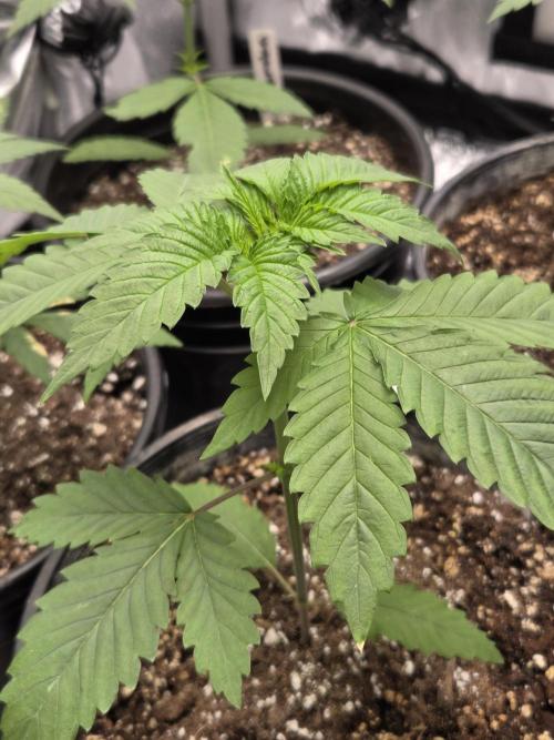 New project masonic seeds. Week 2 - moroccan peach×mango sb by masonic