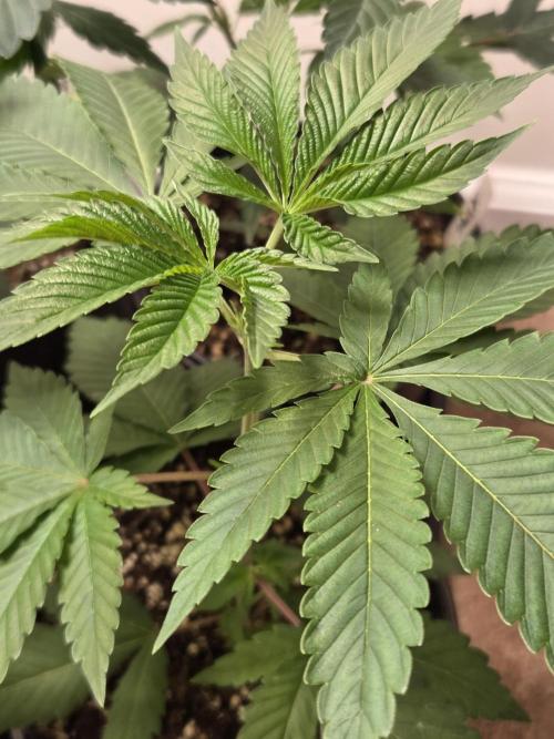 making crosses and taking names. Week 3 - bubba kush from barneys