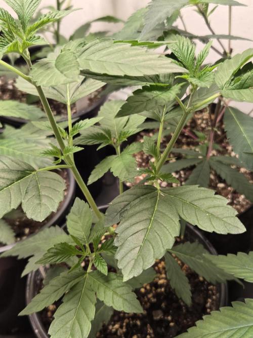 making crosses and taking names. Week 3 - bubba kush from barneys