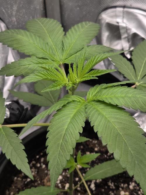 New project masonic seeds. Week 3 - romulan×gods gift