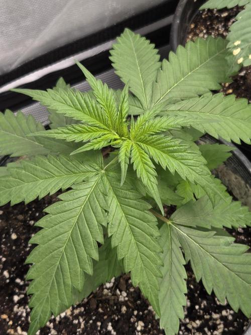 New project masonic seeds. Week 3 - moroccan peach×mango starburst from masonic seeds