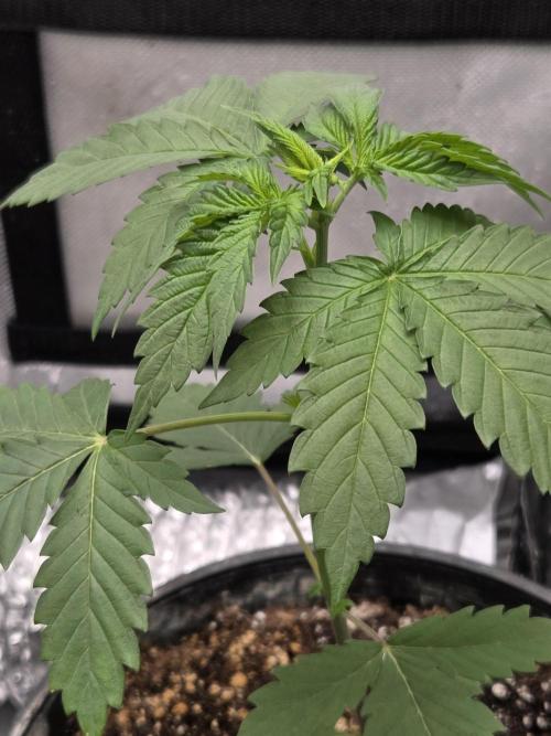 New project masonic seeds. Week 3 - moroccan peach×mango starburst from masonic seeds