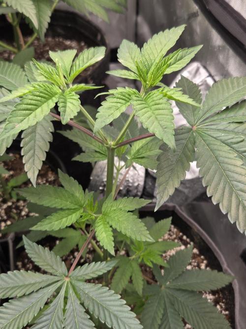 making crosses and taking names. Week 4 - bubba kush from barneys 