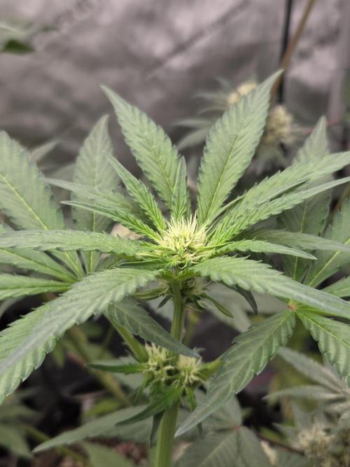 New project masonic seeds. Week 4 - romulan×gods gift by soft1s