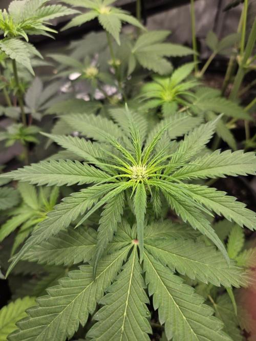 New project masonic seeds. Week 4 - moroccan peach×mango starburst female by masonic seed co