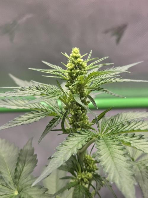 New project masonic seeds. Week 4 - moroccan peach×mango sb males by masonic seed co