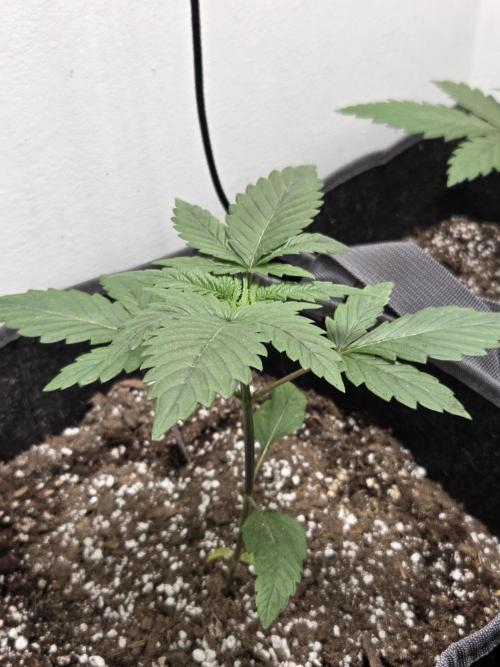 last of the mohicans. Week 2 - Acapulco gold reg seed by barneys 
