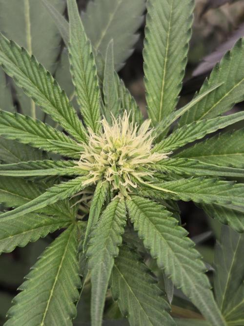 New project masonic seeds. Week 5 - moroccan peach×mango sb(fem) by masonic