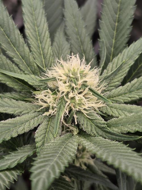 New project masonic seeds. Week 5 - romulan×gods gift by soft1s
