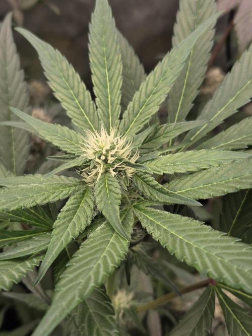 New project masonic seeds. Week 5 - romulan×gods gift by soft1s