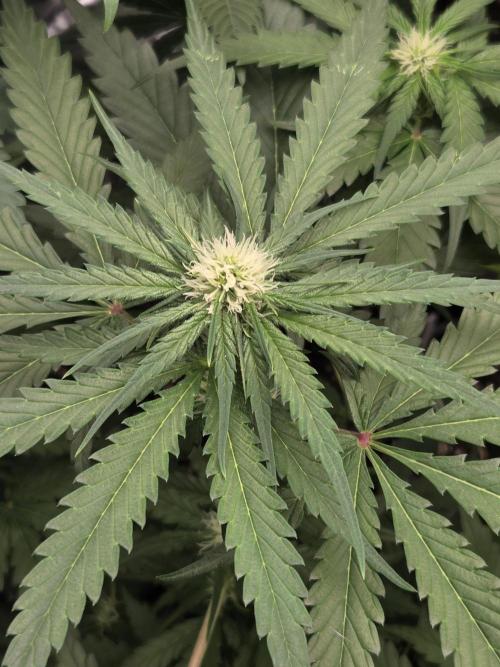 New project masonic seeds. Week 5 - moroccan peaches×mango sb by masonic