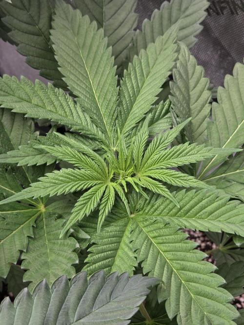 last of the mohicans. Week 3 - Acapulco gold(regs) by barneys